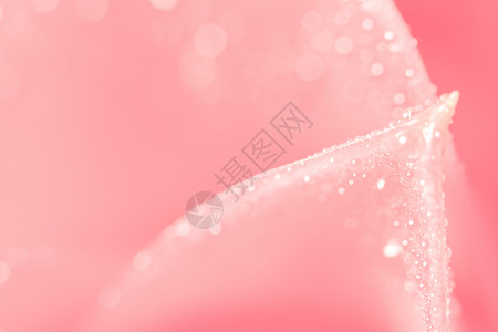 宏观背景 粉红花瓣上的水滴背景图片
