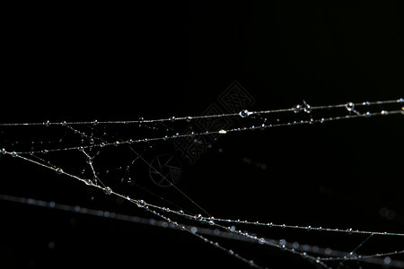 蜘蛛网上的水滴蛛网宏观背景图片