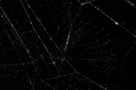 蜘蛛网上的水滴蛛网宏观背景图片