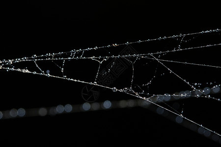蜘蛛网上的水滴宏观蛛网背景图片