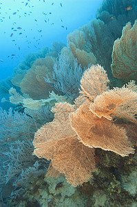 蓝色珊瑚礁热带珊瑚礁上的高竿风扇珊瑚高粱海洋生活野生动物蓝色海洋生物背景