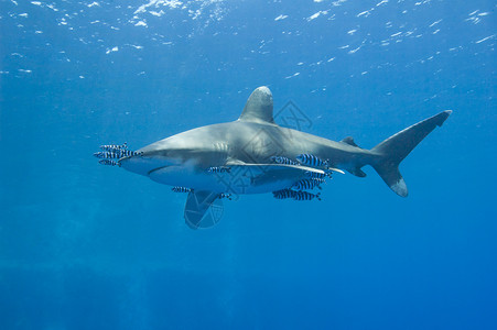 手绘长尾鲨海洋白潮鲨在海中软骨野生动物领航白鳍胸饰长尾尾巴捕食者远洋尾部背景