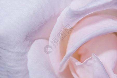 粉红玫瑰花瓣的宏背景宏观粉色背景图片