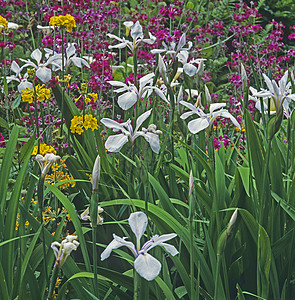 与Primulas和Iris的花园边界的严密细节背景图片