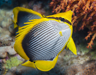 珊瑚礁鹦嘴鱼珊瑚礁上的黑背蝴蝶鱼背景