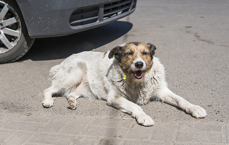 棕色汽车无家可归的棕色白黑狗 躺在汽车附近的路上宠物帮助说谎犬类救援路面街道悲伤友谊城市背景