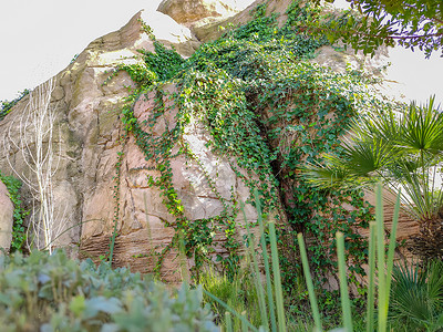 草缸造景一个美丽的石头 里面有绿色的植物背景