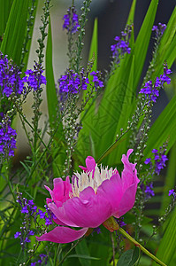 色彩多彩的雨滴蓝色乳液美丽之宝美容牡丹白色粉色花园花朵植物边界背景图片