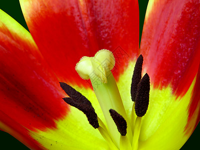红郁金香特写植物群黄色宏观花瓣植物背景图片