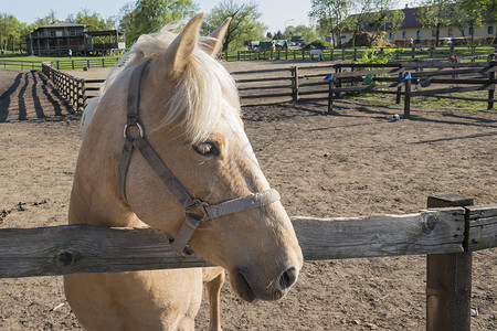 马场附近的马匹养殖场附近有一棵纯种马背景图片