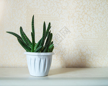 淡白色背景中白盆中的芦荟仙人掌 多汁植物 最小的概念和空间的复制品背景图片