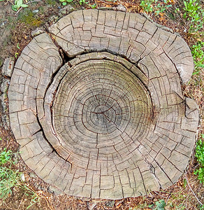 树环背景生物学横截面自然老化历史树干木纹日志风化图片素材
