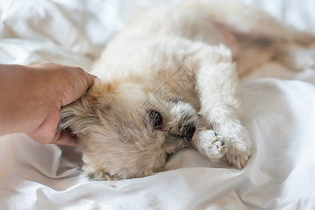 狗睡在家中或旅馆卧室的床上宠物手势兴趣酒店阳光闲暇织物动物注意力眼睛背景图片