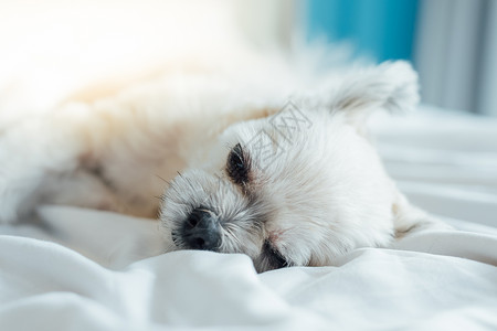 狗睡在家中或旅馆卧室的床上闲暇贵宾犬考勤酒店眼睛犬类兴趣床罩动物手势背景图片