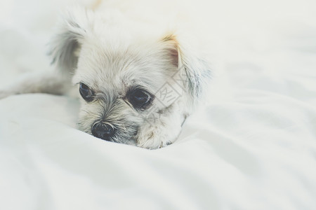 狗睡在家中或旅馆卧室的床上织物手势考勤兴趣动物贵宾犬酒店毯子哺乳动物注意力背景图片