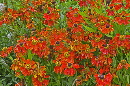 靠近花园花朵边框 与多彩色Helenium Moerheim美人红色水平橙子背景图片