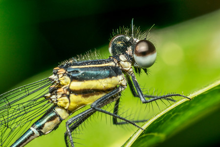 黄色和黑色的蜻蜓昆虫宏观植物翅膀生态追逐者野生动物叶子公园荒野动物老虎自然高清图片素材