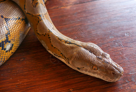 白化网纹蟒蛇的肖像 美丽的爬行动物 国际蛇日 7 月 16 日 宠物爬行动物的概念 国际爬行动物日 具有美丽黄色纹理的蛇爬虫动物背景图片