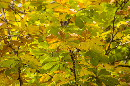 秋天金色的叶子环境金子公园植物黄色阳光森林植物群季节季节性充满活力的高清图片素材