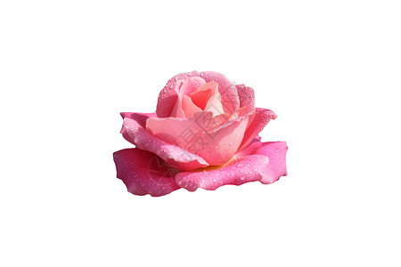 粉红玫瑰花 有露露滴背景图片