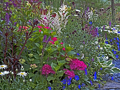 花朵的多彩边框 与海德拉 阿斯蒂比 霍斯达斯交界高清图片