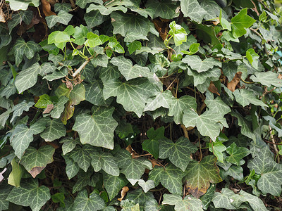 常春藤植物背景绿色植被空白绿色植物树叶叶子背景图片
