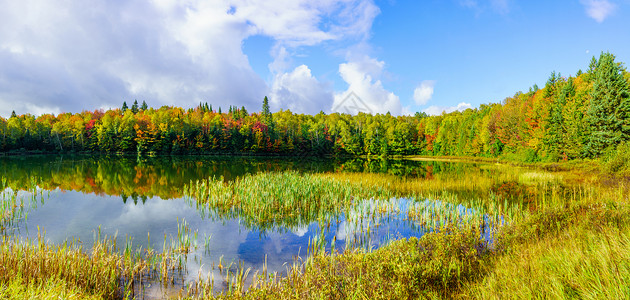 北美森林圣多纳特的落叶颜色质量控制橙子场景旅行植物风景森林季节全景叶子背景