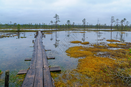 芬兰拉普兰自然地区高清图片
