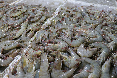 金巴兰海鲜柜台上出售的鲜虾图案 巴厘岛海滩 当地鱼市上的鲜虾 一堆冰上的鲜虾待售乌贼养殖钓鱼店铺市场水产螃蟹食物章鱼美食饮食高清图片素材