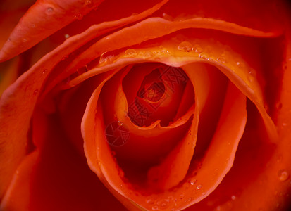 花园雨滴中的红玫瑰礼物光束感情植物植物群周年花瓣魔法情怀纪念日背景图片