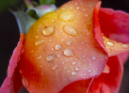 花园雨滴中的红玫瑰光束感情图层叶子花瓣纪念日情怀飞沫植物植物群背景图片
