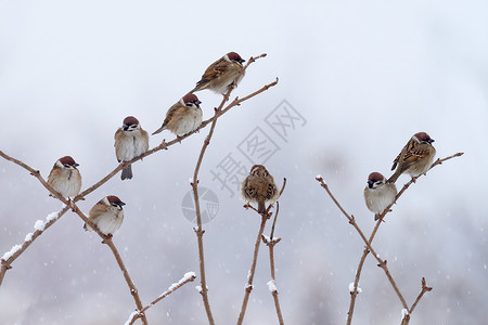 蒙塔努斯鸟儿树麻雀 冬天坐在树枝上放雪枝条同事羽毛团体寓言野生动物公园场景翅膀观鸟背景