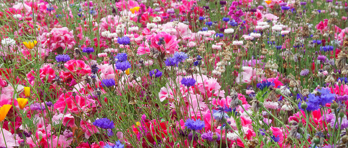 弗洛拉尔植物学环境叶子园艺种子昆虫花瓣花朵边界照顾高清图片