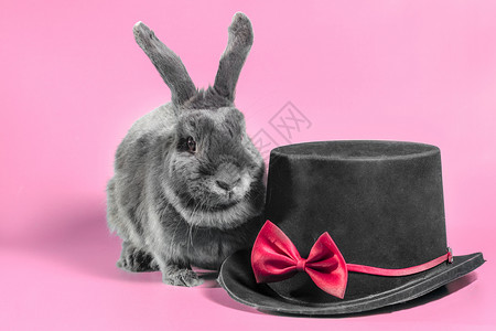 灰色长耳兔紧靠粉红色面包上黑圆顶黑圆帽的长毛小矮人兔子背景
