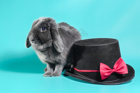 灰色长耳兔一只黑圆帽旁边的长毛小矮人兔子 在Turquoi上的黑圆顶上野兔垂耳圆筒帽黑帽折兔帽子领结布耳宠物动物背景