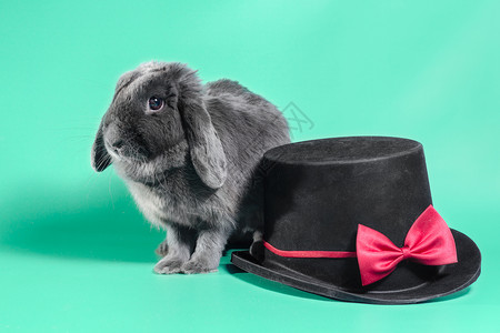 灰色长耳兔紧靠着绿色的黑圆帽的长毛小矮人兔子b背景