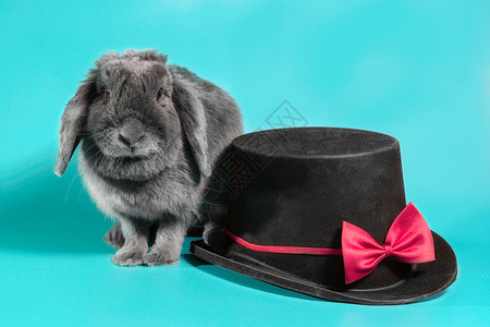 灰色长耳兔一只黑圆帽旁边的长毛小矮人兔子 在Turquoi上的黑圆顶上垂耳灰色野兔家兔黑色工作室帽子领结红色宠物背景
