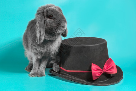灰色长耳兔一只黑圆帽旁边的长毛小矮人兔子 在Turquoi上的黑圆顶上黑帽野兔黑色宠物工作室灰兔领结垂耳布耳帽子背景