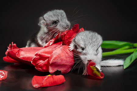 两只新生的 带郁金花蕾 深暗背景的小牛婴儿幼崽红色花束宠物黑色深色老鼠郁金香背景图片