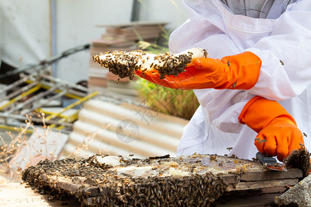 身穿白色防护服的亚洲养蜂人正在处理装满金黄色蜂蜜的蜂巢 养蜂人在花园里采蜜 养蜂概念商业蜜蜂蜂窝蜂房农业帽子套装工作危险养蜂业手高清图片素材