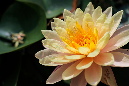 亮橙色莲花百合叶子佛法环境热带花园植物学荷花季节插图背景图片