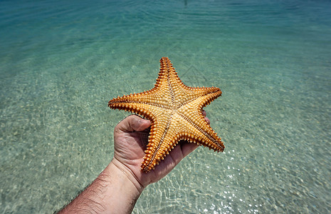 海星和海草伯利兹白色海滩支撑天空凉亭蓝色海岸棚屋海洋海星背景