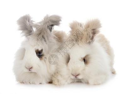 英语安古拉兔子女性宠物工作室长发夫妻男性白色动物背景图片