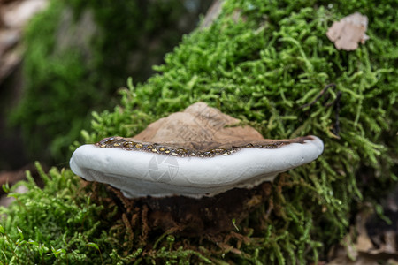 蘑菇上毛毛虫死树干上腐烂的蘑菇苔藓森林绿色真菌火种棕色生长海绵分解者树干背景