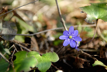 早春黑白花花朵植物群花瓣蓝色公园地面季节植物肝病宏观背景图片