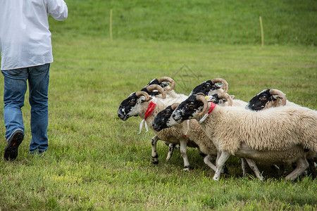 牧狗养的羊群养殖草地草甸森林羊毛绵羊边缘动物羊肉工作背景图片