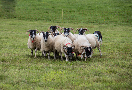 牧狗养的羊群草地绿色羊肉牧羊犬草甸羊毛养殖边缘动物森林背景图片