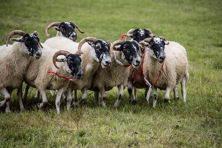 牧狗养的羊群牧羊犬动物工作边缘绿色草甸羊毛羊肉绵羊草地背景图片