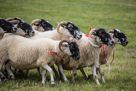 牧狗养的羊群草甸边缘养殖绵羊羊毛牧羊犬绿色动物工作草地背景图片