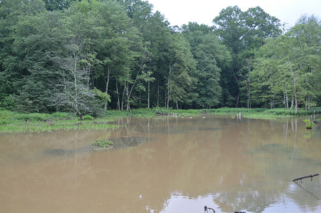 圆木和黑湖水上的大型起重鸟沼泽木头鸟类动物池塘野生动物苍鹭湿地日志树木背景图片